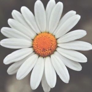 Meet your Posher, Selah